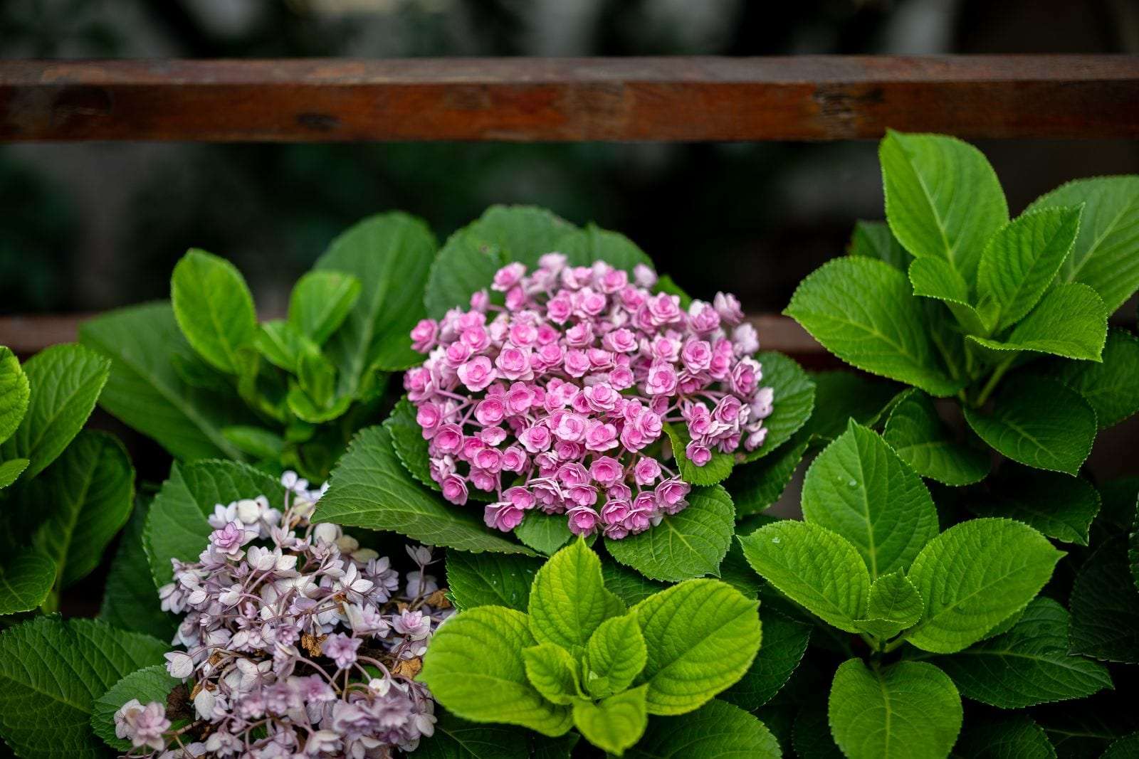 Pink hydrangea bush in full bloom with lush green leaves