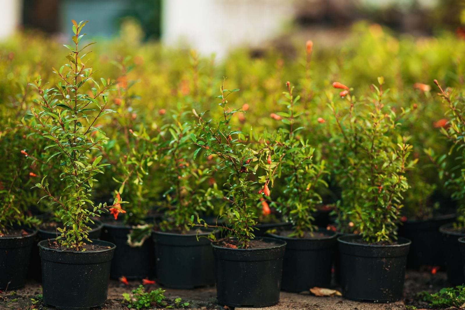 Nursery-grown shrubs and plants in black containers ready for planting