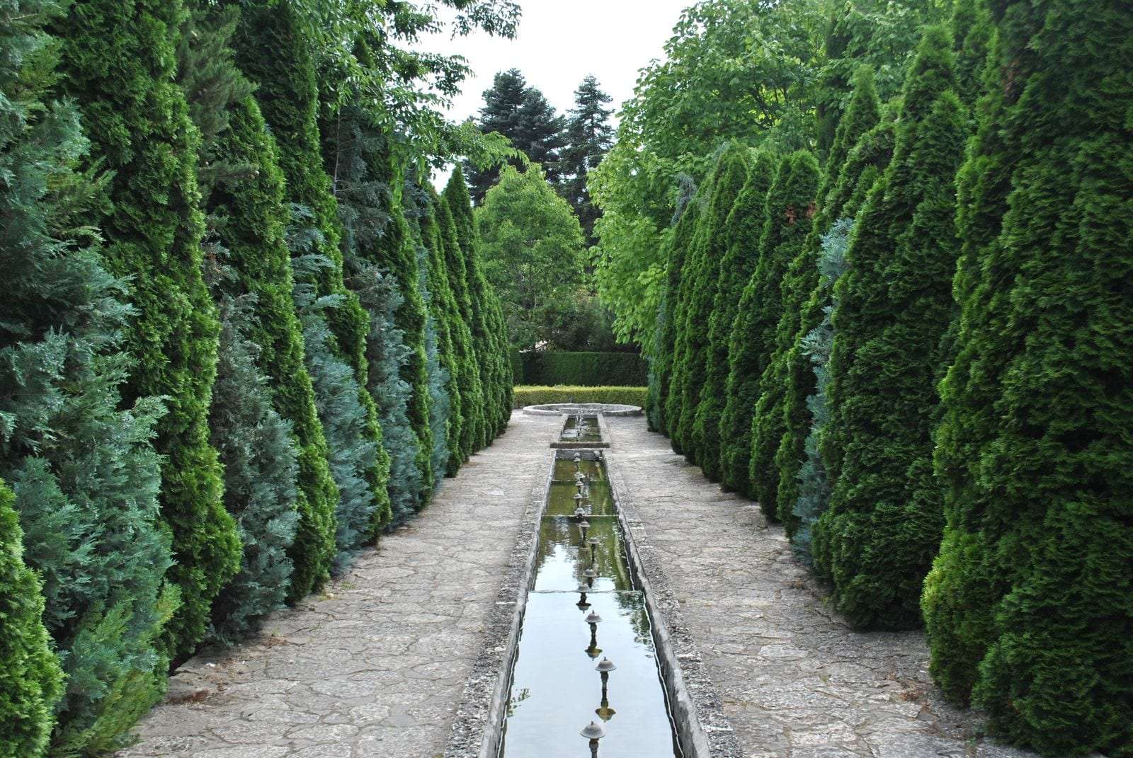 Garden path lined with tall columnar evergreen trees