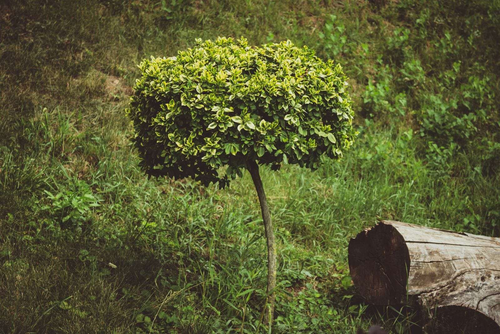 Rounded, neatly shaped shrub growing on a green lawn